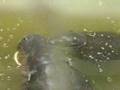 Baby Pygmy Hippo - Paris Zoo