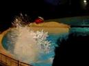 dolphin show - cool jumps dolphin show - cool jumps