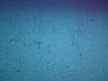 garden eels at the corsair