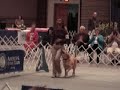2006 AKC National Obedeience Invitational - Second Place