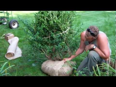 how to dig up a tree and replant