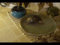 Silly Turtle Does Headstands in Water