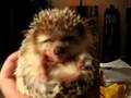 Ежик ест вкусняшку
