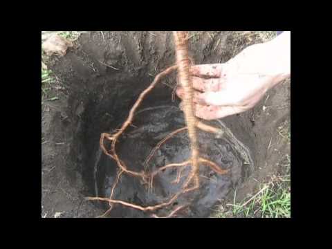 how to replant tree seedlings