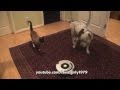 Cat and Dog vs Roomba