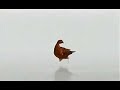 The Famous Grouse