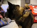 [Adopted] Akita - Cody