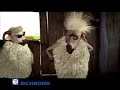 mouton mesidor episode 2 version broadcast sans la chutte mouton mesidor episode 2 version broadcast sans la chutte