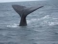 Whales~ 5