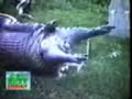 snake eating hippopotamus