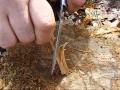 Gathering & Processing Fatwood