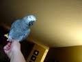 Perky hates my cell
