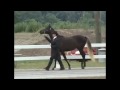 Kentucky State UHM Championship Rocky Mountain Horses, Ky Mountain, all Gaited Horses