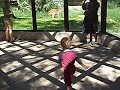 Tiger at the Zoo