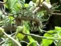 videos de The Craziest Monkey on the Internet