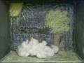 videos de Animal Farm 2C