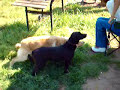 dog masturbation?