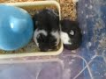 Jumping Hamsters