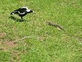Huge blue tongue skink vs. Magpie Huge blue tongue skink vs. Magpie