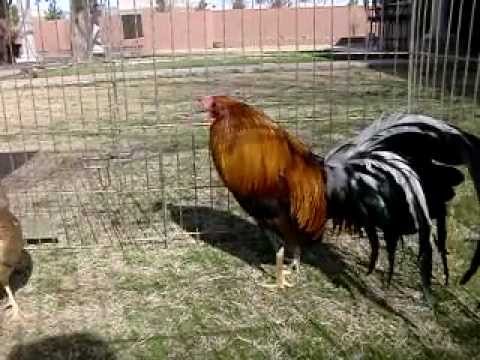 Criaderos De Gallos En USA Criaderos De Gallos En USA