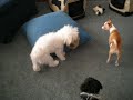 Taco and Mimi Fightin Taco and Mimi Fightin