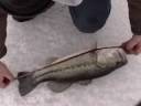 Hardwater Bass