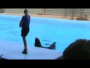 Sea lion brake danceinggg :D