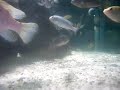 Chester Zoo Aquarium