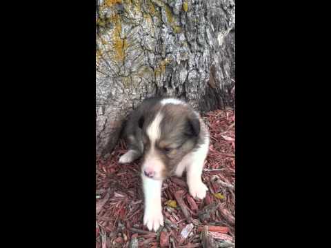 AKC Shetland Sheepdog Female