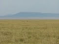 lioness chases baby wildebeest in serengeti