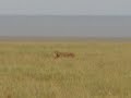 lioness chases baby wildebeest in serengeti
