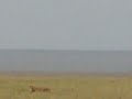 lioness chases baby wildebeest in serengeti