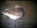 Aguja colinegra ( Limosa limosa )