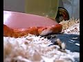 Hello, snake! Hello, snake!