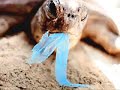 Negative Effects of Plastic Bags