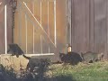 feline thanksgiving feline thanksgiving