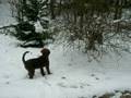 Labradoodles in the Snow