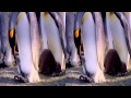 Penguins 3D Official Trailer | Side by Side