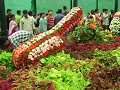 Flower show at Lalbagh Gardens - Bangalore.