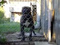 presa King Size de Presa Awangarda - Rey Gladiador