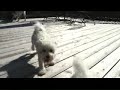 Bichon Blitz