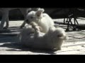 videos de Bichon Blitz