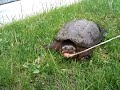 Snapping Turtle Attack