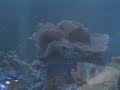 First Fully Submerged Aquarium PC