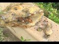 Gold in Cariboo River