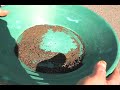 Gold in Cariboo River