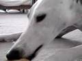 Greyhound