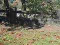 The haunted leaf