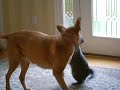 Dakota &amp; Tuna "Dog-Cat Fight" Round 3 Funny