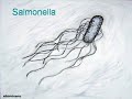 Salmonella invadindo uma célula